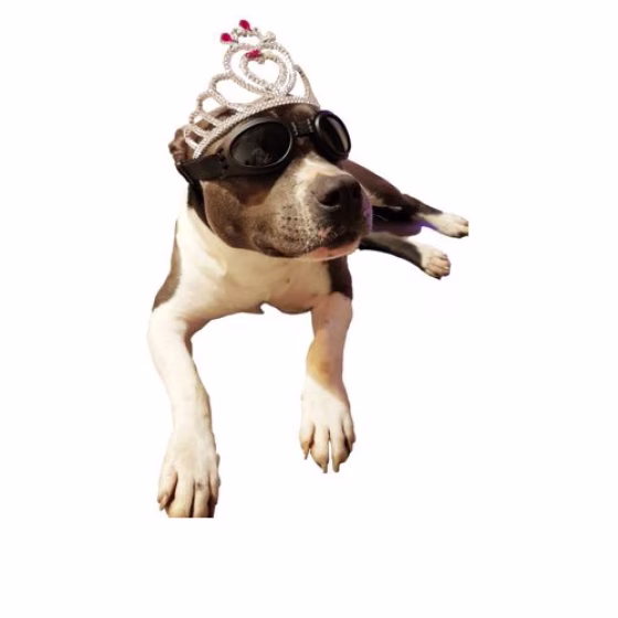 beagle 2.png