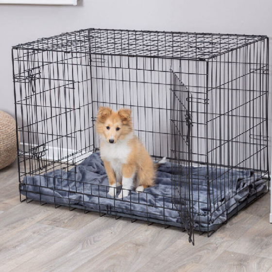 beagle 1.png