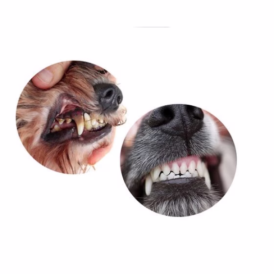 beagle 5.png