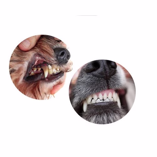 beagle 5.png