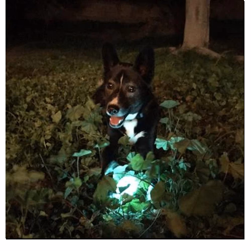 beagle 1.png