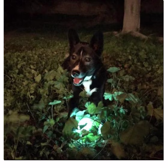 beagle 1.png