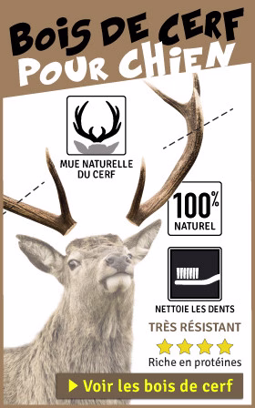 BOIS DE CERF