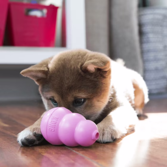 Jouet KONG Puppy rose pour chiot