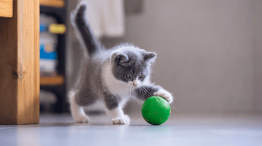 L'importance du jeu pour les chats