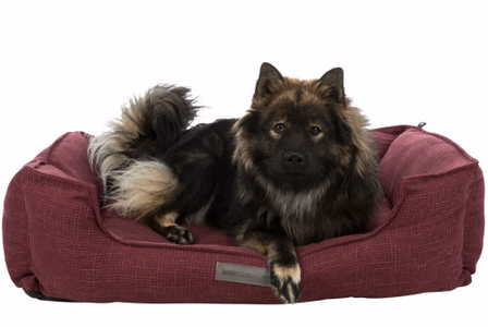 Conseil d'achat : panier gros chien XXL