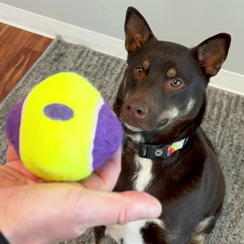 Balle KONG airdog squeaker knobby M/L