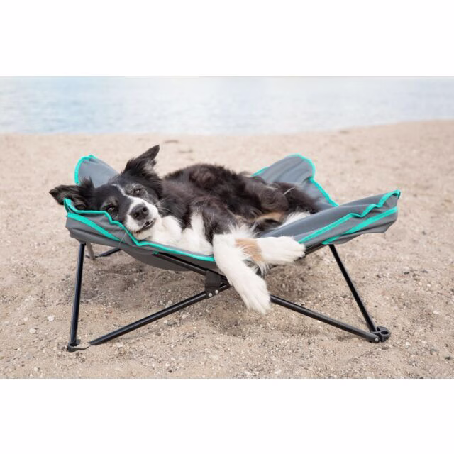 Lit de camp pliable, surélevé pour chien