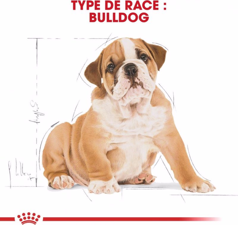 Royal Canin Croquettes Bouledogue Anglais puppy