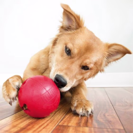 Jouet KONG Ball Gourmand