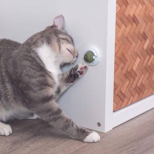 Balle herbe à chat, fixation surface lisse