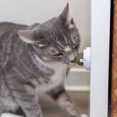 Balle herbe à chat, fixation surface lisse