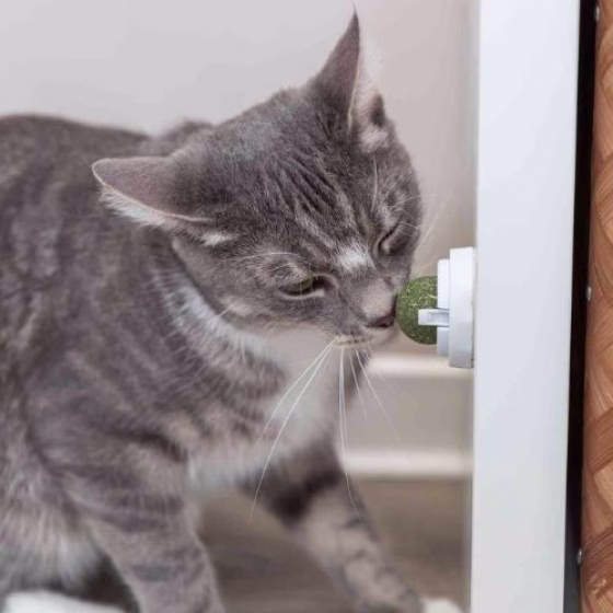 Balle herbe à chat, fixation surface lisse