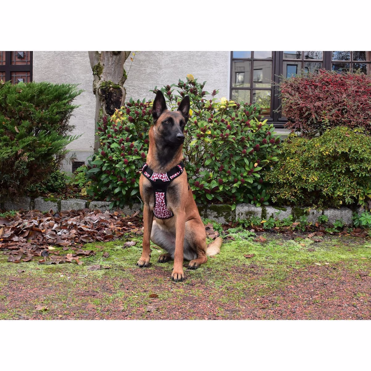 Harnais Anti-traction pour chien Rando Monoi Bordeaux
