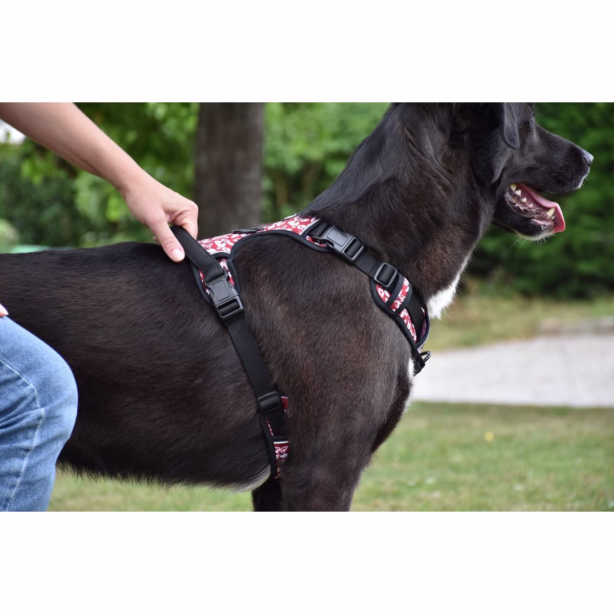 Harnais Anti-traction pour chien Rando Monoi Bordeaux