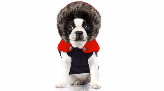 Un vêtement adapté à la morphologie du Bouledogue Français