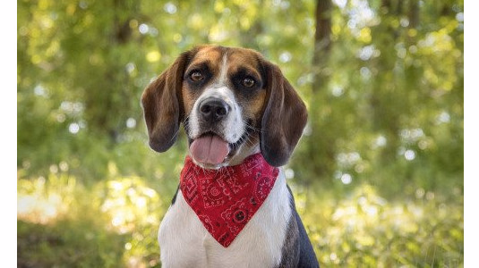 Accessoire de mode : Le bandana pour chien