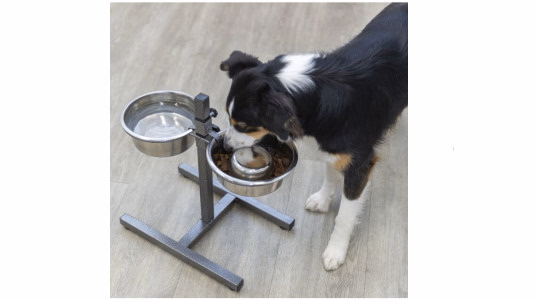 Pourquoi utiliser une gamelle surélevée pour la nourriture d'un chien ?