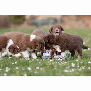 Comment choisir les friandises pour son chiot ?