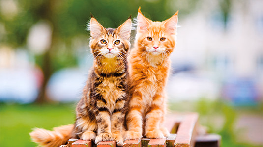 Plusieurs chats dans la maison, Chat XXl type Maine Coon
