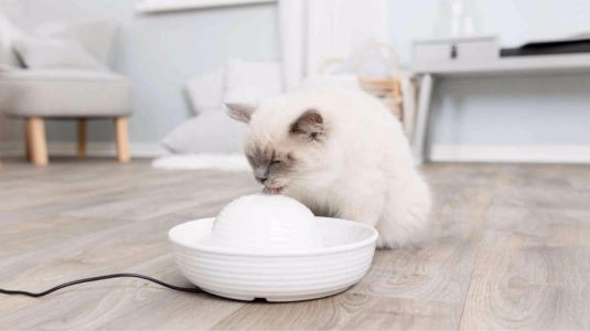 Quelles sont les qualités d'une fontaine pour chat ?
