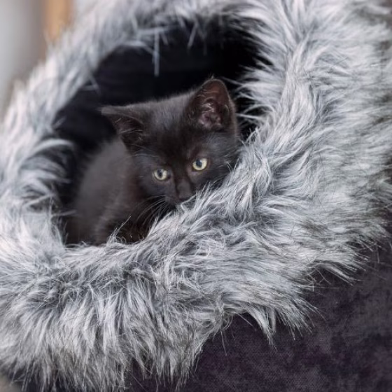 Maison pour petit Chien & Chat Yelina