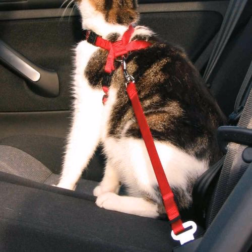 harnais-chat-voiture-image-12808-grande.jpg