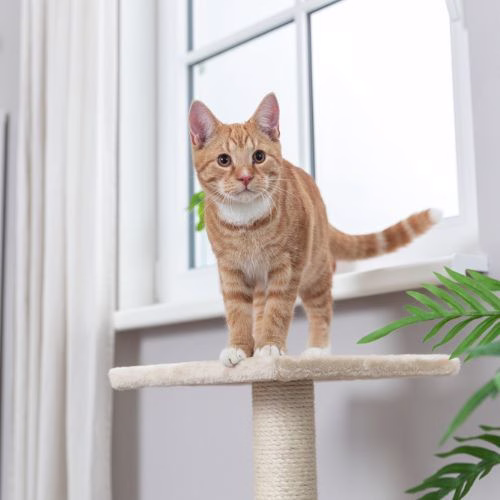 Poteau griffoir pour chat Baena
