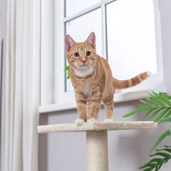 Poteau griffoir pour chat Baena