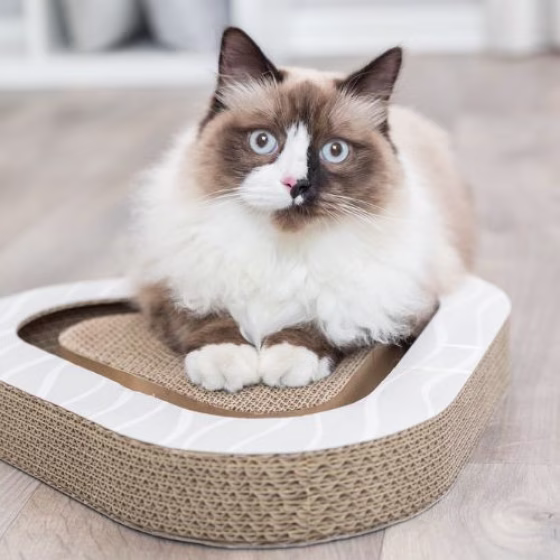 Plaque griffoir avec carton et  balles pour chat