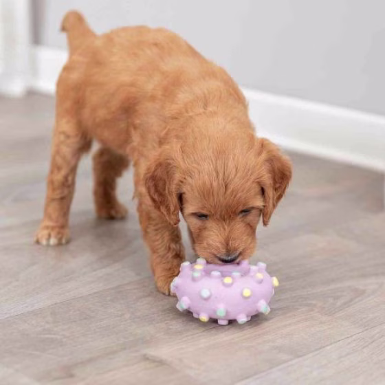 Jouet Mini Anneau Junior pour Chiot
