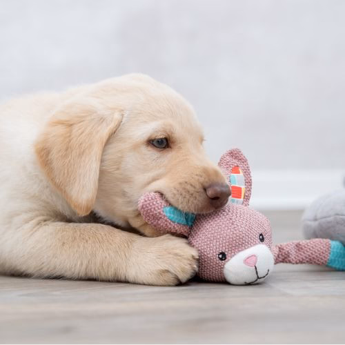 Jouet Lièvre pour chiot avec son