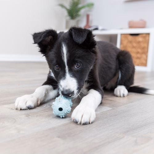 Jouet Junior Haltère pour chiot