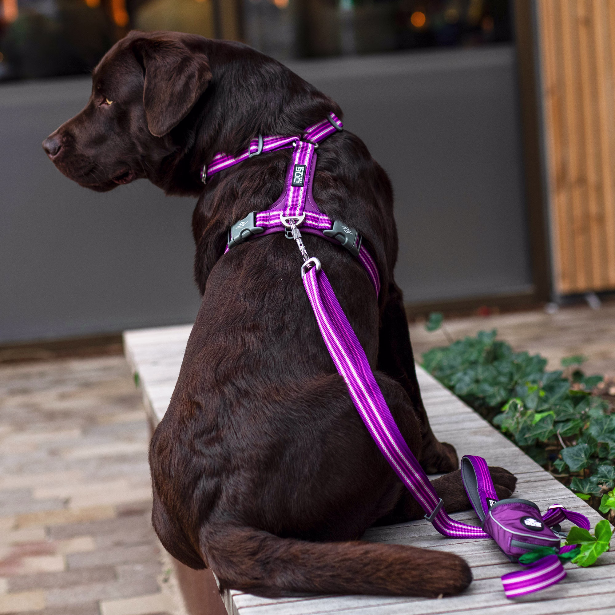Harnais en Y Walk Air confort anti traction PASSION