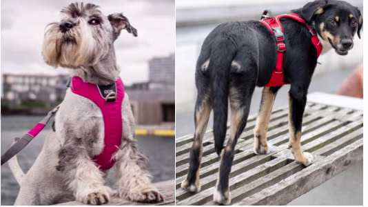 Pour quel chien le harnais Y est-il conseillé ?