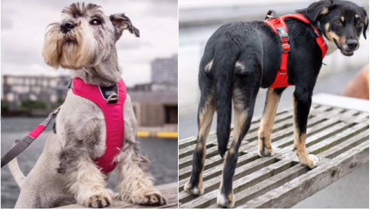Pour quel chien le harnais Y est-il conseillé ?
