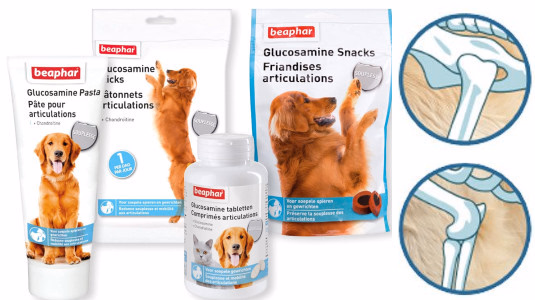 Traitement pour soulager l'arthrose chez le chien