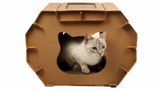 La maison en carton, la cabane préférée des chats !