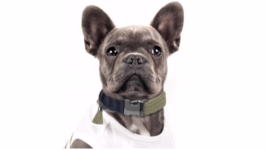 Le cou du Bouledogue Français