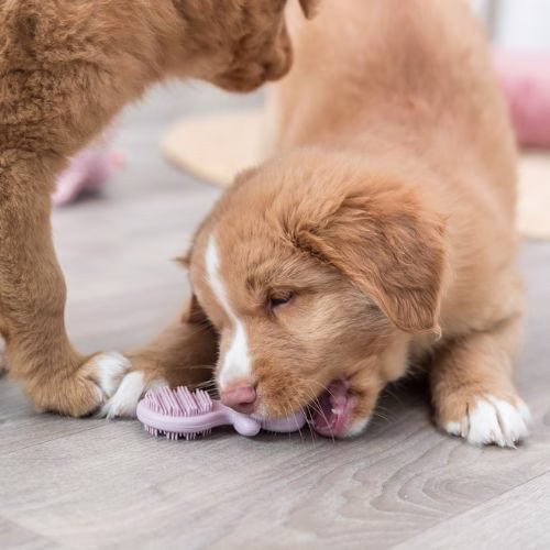 Mon chiot mordille ! Quel jouet conseillez-vous ?