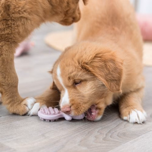 Mon chiot mordille ! Quel jouet conseillez-vous ?