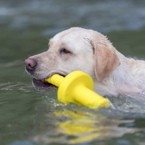 Jouet d'eau Dog activity Mot aqua