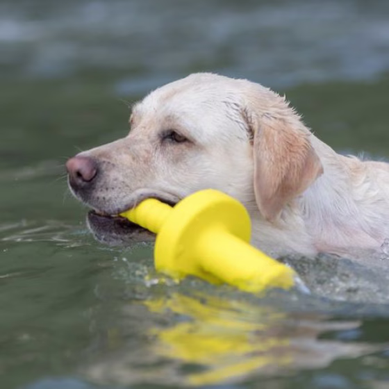 Jouet d'eau Dog activity Mot aqua