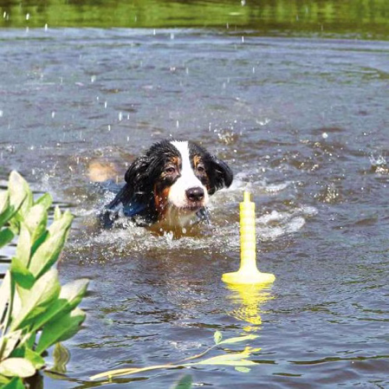 Jouet d'eau Dog activity Mot aqua