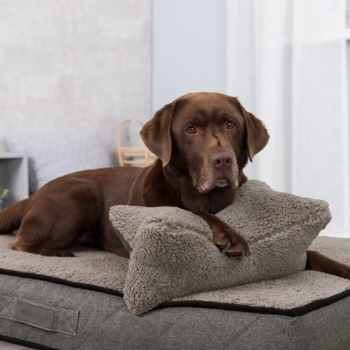 Oreiller Bendson Gris pour chien