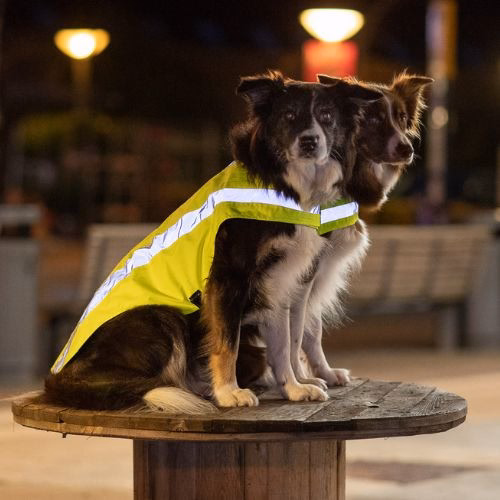 Gilet Fluo pour chien Jaune Réfléchissant