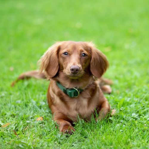 Collier Premium pour Chien Vert Forêt