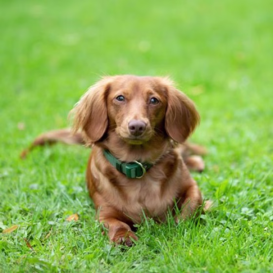 Collier Premium pour Chien Vert Forêt