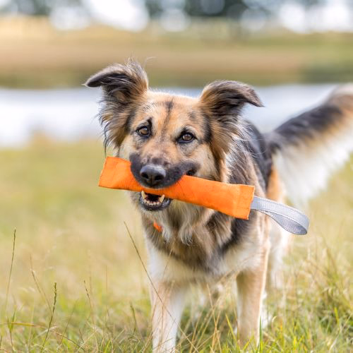 Jouet dummy de dressage orange