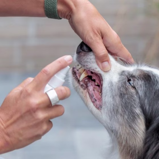 Spray hygiène dentaire Trixie